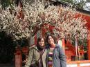 Plum blossom at Kitano Tenmangu * 600 x 450 * (84KB)